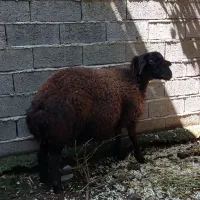 بره قوچ همو عالی