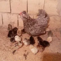 جوجه گلین اصل همراه مادر گیل