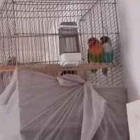 طوطی برزیلی|پرنده|پاکدشت, شهرک امام رضا|دیوار