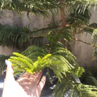 کاج|گل و گیاه طبیعی|رشت, سلیمانداراب|دیوار