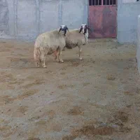 دو راس قوچ سنجابی اصیل