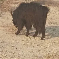 فروش ۱۰پازن|حیوانات مزرعه|آبدان, |دیوار