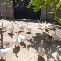 تخم نطفه دار قوغاز