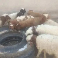 بره نر وماده درجه یک