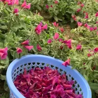 گیاه درمانگر