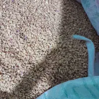 گندم کوهدشت .بوجارشده . تمیز|خوردنی و آشامیدنی|کوهنانی, |دیوار