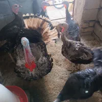 بوقلمون نروماده نه الا یازده ماهه