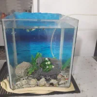 اکواریوم|ماهی|مسجد سلیمان, |دیوار