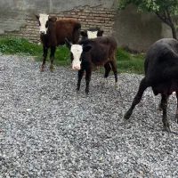 چهار راس گوساله ماده راسی ۳۲|حیوانات مزرعه|بندر ترکمن, |دیوار