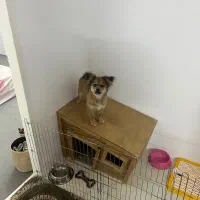 پامر اشپیتز