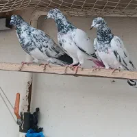 کبوتر ها پروازی هستن