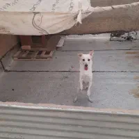 سگ اشپیتزماده|سگ|یزد, |دیوار