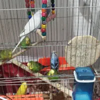 مرغ عشق جفت 500