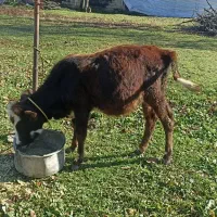 لیشه کله ماستی