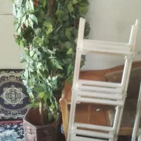 وسایل منزل|گل و گیاه طبیعی|جهرم, |دیوار