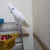 کاکادو نر پر و دم سالم و کشیده