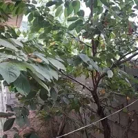 فروش خانه ویلای|فروش خانه و ویلا|دوزین, |دیوار