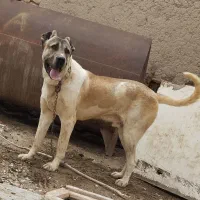 واگذاری سگ سرابی مخصوص گله