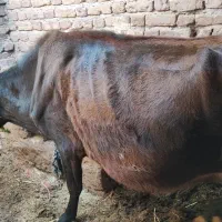 فروش یک عدد گاو و گوساله|حیوانات مزرعه|بم, |دیوار