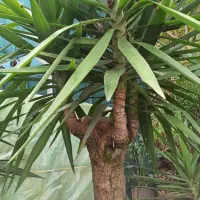 یوکا|گل و گیاه طبیعی|رحیم‌آباد, |دیوار