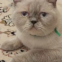 گربه نر عقیم شده