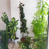 همگی ۱۰ تومن