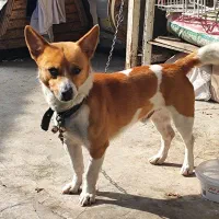 سگ پاکوتاه|سگ|نوشهر, |دیوار