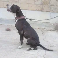 سگ پیتبول