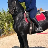 فروش تعدادی اسب فرزین