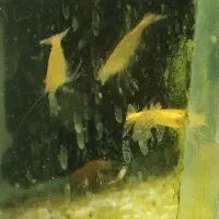 شریمپ . آکواریوم . ماهی .|ماهی|مرودشت, بیست متری بیمارستان|دیوار