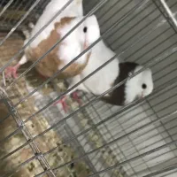 یک جفت طوقی کاکل میخ بدون غلط پا لخت جوون