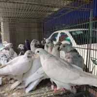 طوطی کبوتر و مرغ و خروس قربانی|پرنده|کرج, شهرک رضوانیه|دیوار