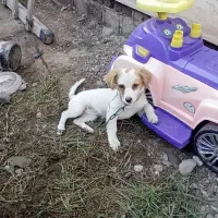 سگ پا کوتاه اشپیز