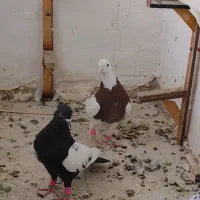 کفتر پرشی|پرنده|کاشمر, |دیوار