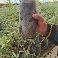 فروش نهال زیتون فیشوم