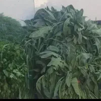 کارهای خونگی انجام میدم