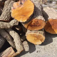 فروش چوب عناب