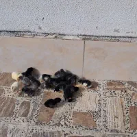 گلین لری|حیوانات مزرعه|رشت, امین الضرب|دیوار