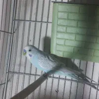 تعداد جفت مرغ عشق به شرط