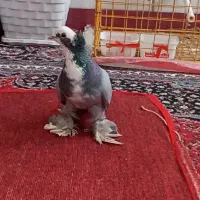 سلام کبوترا فروشی گرفتنی