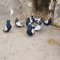 کفتر|پرنده|بجنورد, |دیوار