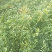 فروش علف یونجه خالص|حیوانات مزرعه|بناب, |دیوار