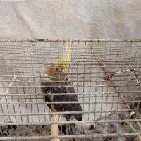 جوجه عروس هلندی|پرنده|شاندیز, |دیوار