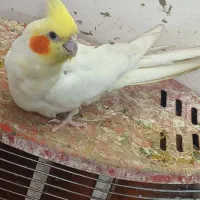 مرغ عشق پروانه ایی|پرنده|بندر امام خمینی, |دیوار