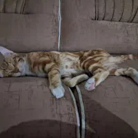 واگذاری رایگان