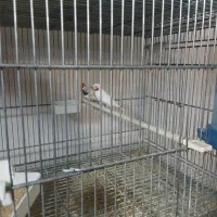 گلوبریده البینو