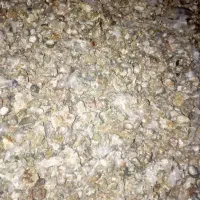 زیل بلدرچین وحشی