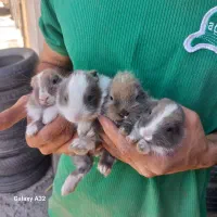 بچه خرگوش و رینگ و لاستیک