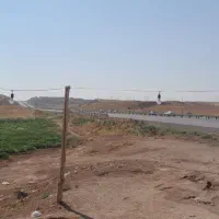 بوقلمون ماده
