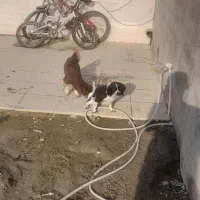 دو پاپی نر ماده